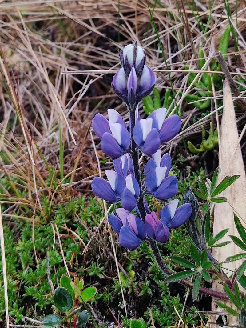 Lupinus guascensis photo 6