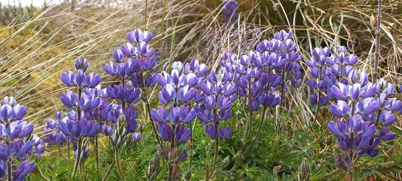 Lupinus guascensis photo 7
