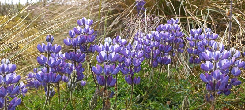 Lupinus guascensis photo 8