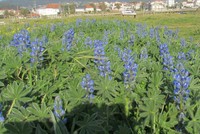 Lupinus gussoneanus