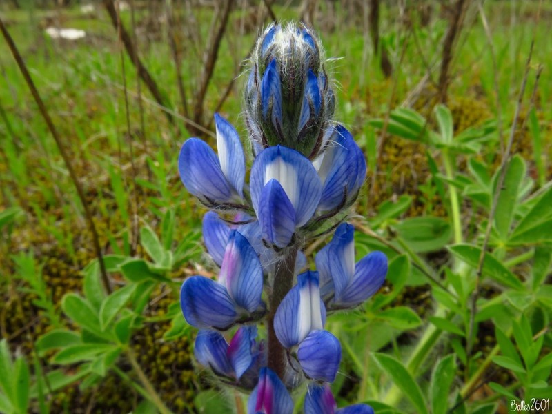 Lupinus gussoneanus photo 2