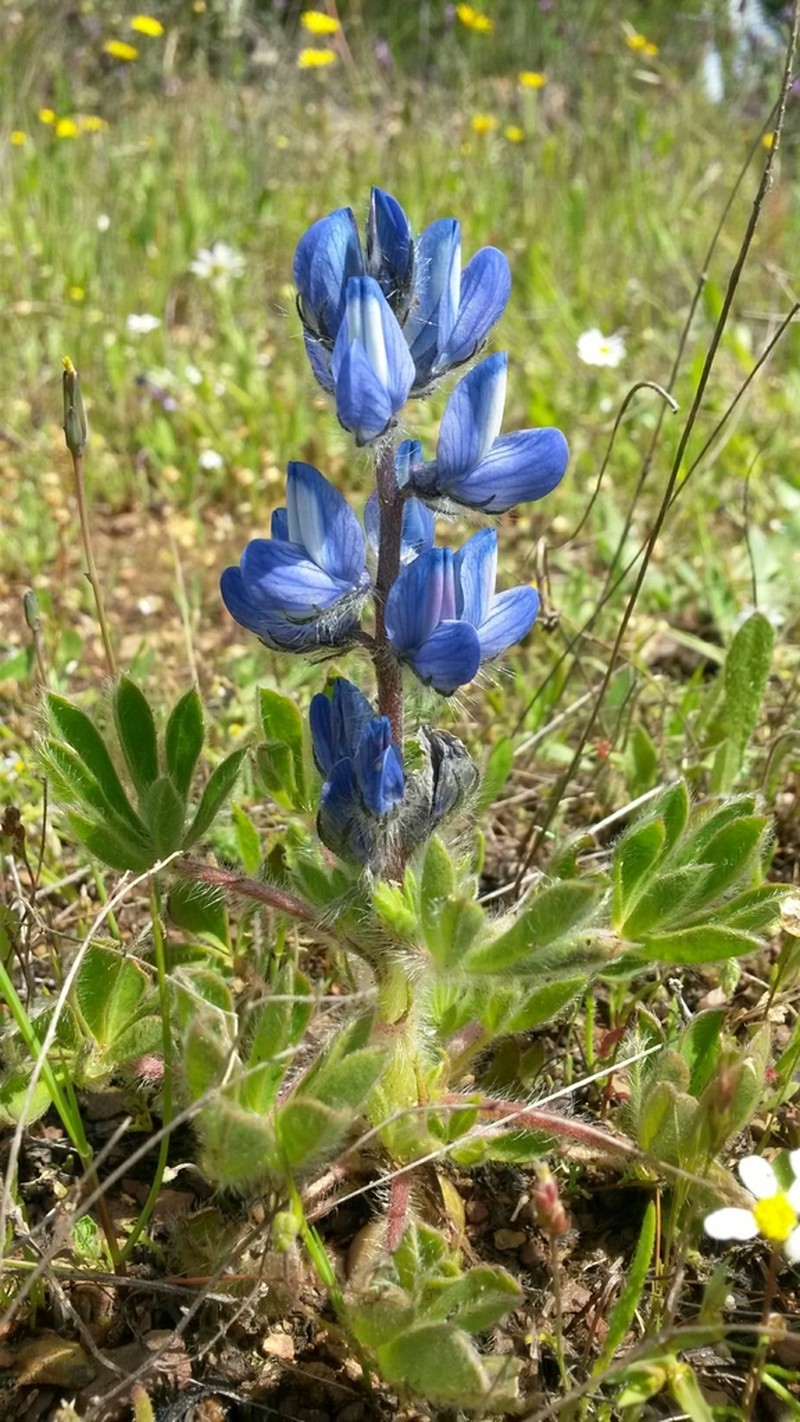 Lupinus gussoneanus photo 3