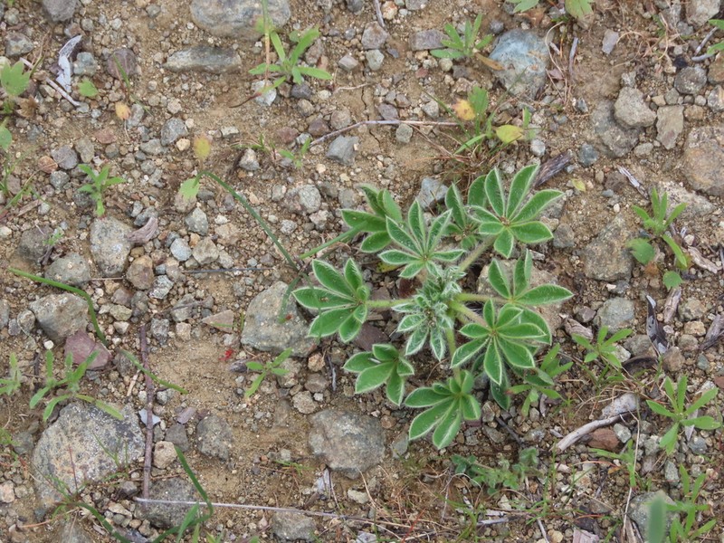 Lupinus gussoneanus photo 4