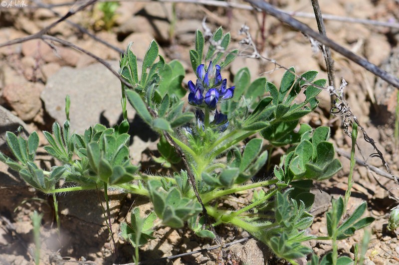 Lupinus gussoneanus photo 5