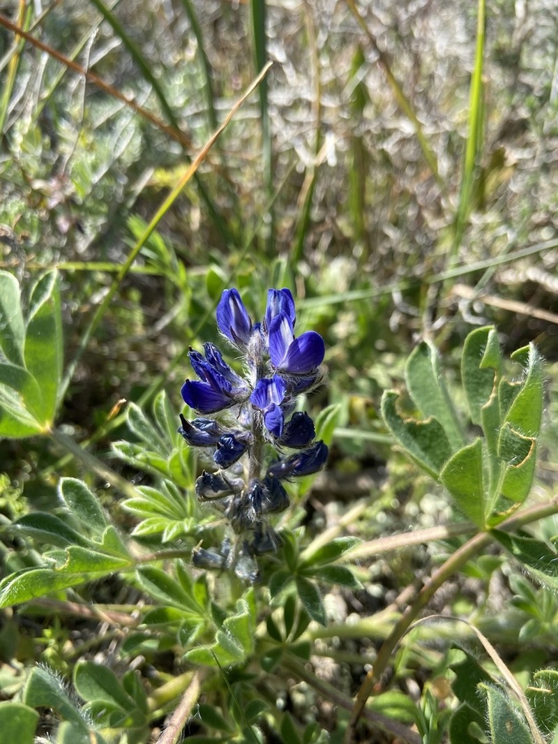 Lupinus gussoneanus photo 6