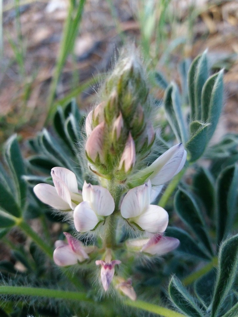 Lupinus gussoneanus photo 7