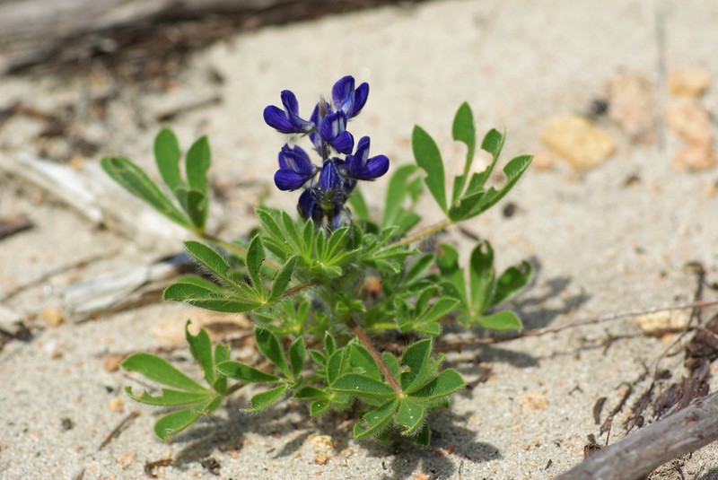 Lupinus gussoneanus photo 8