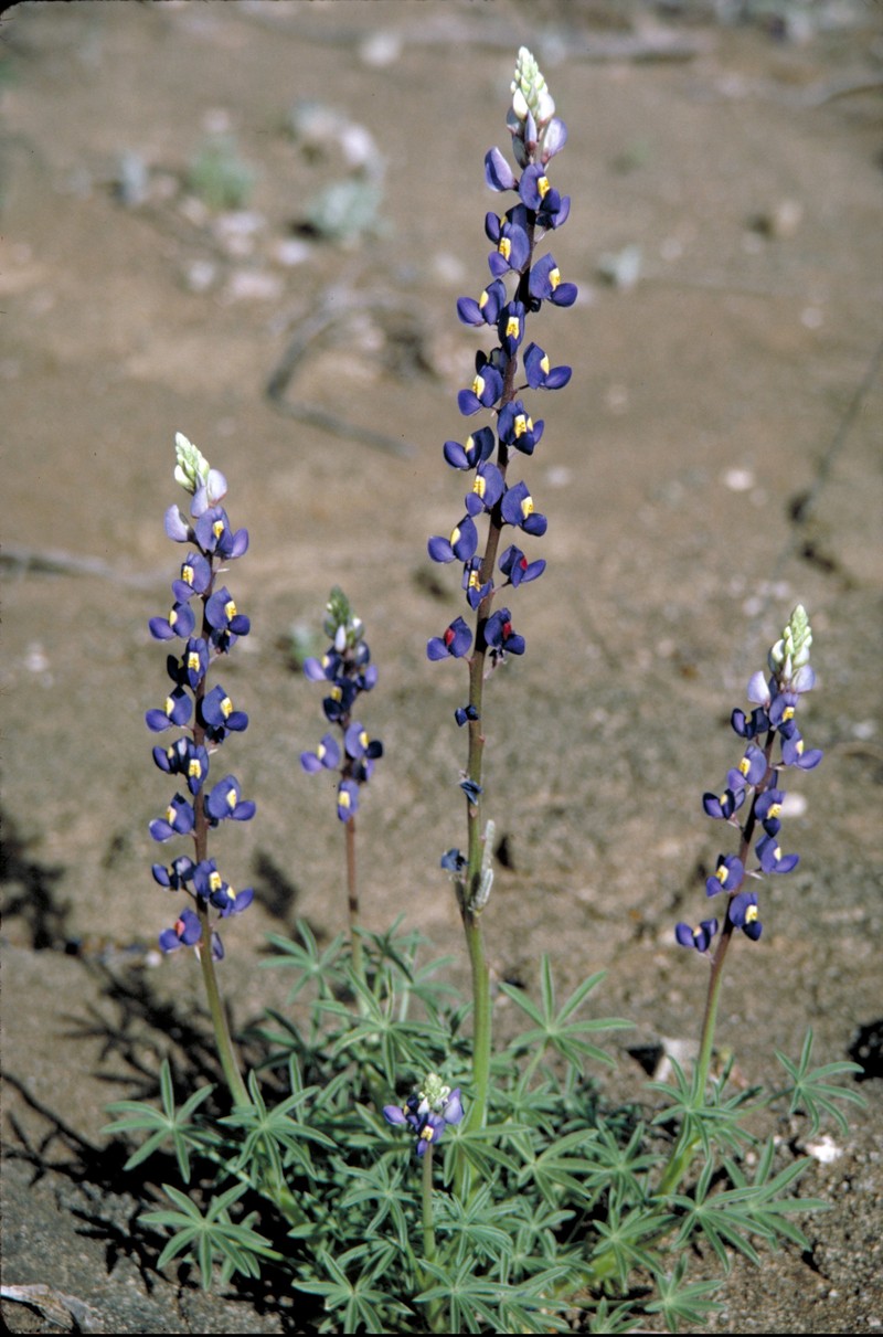 Big Bend Bluebonnet