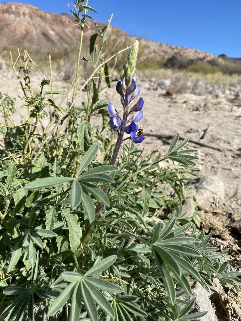 Big Bend Bluebonnet photo 2