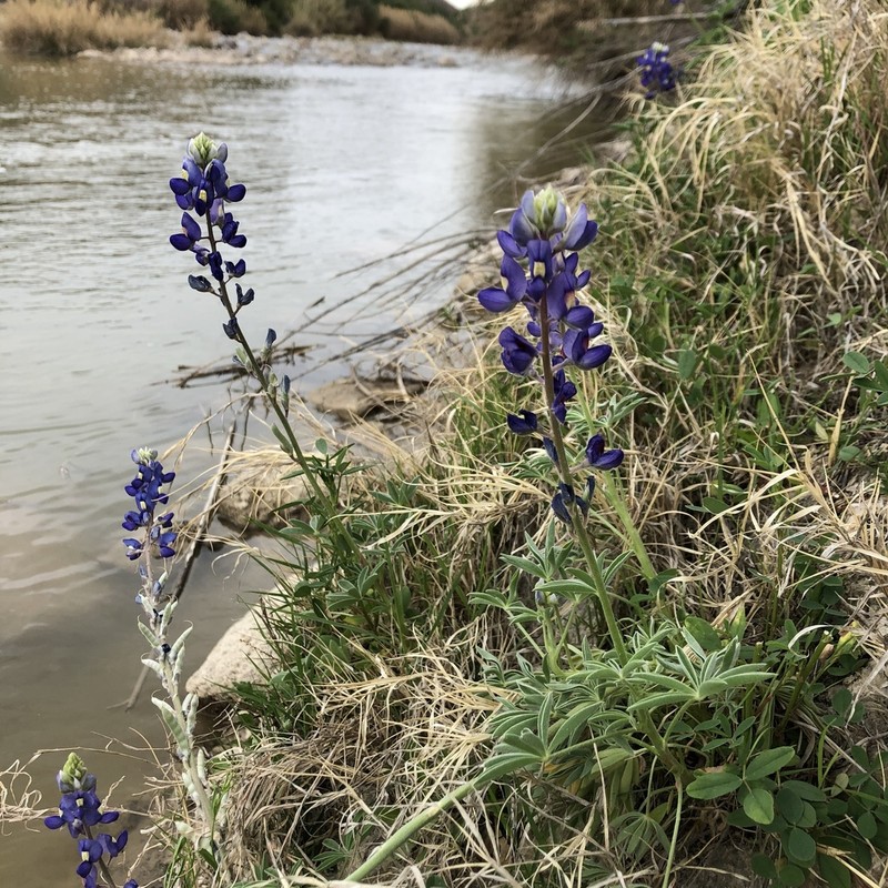 Big Bend Bluebonnet photo 3