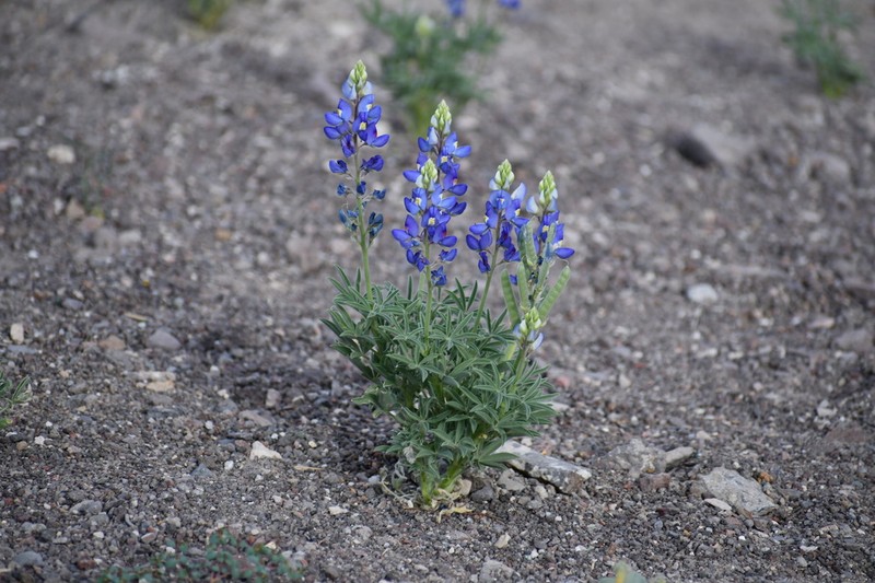 Big Bend Bluebonnet photo 4