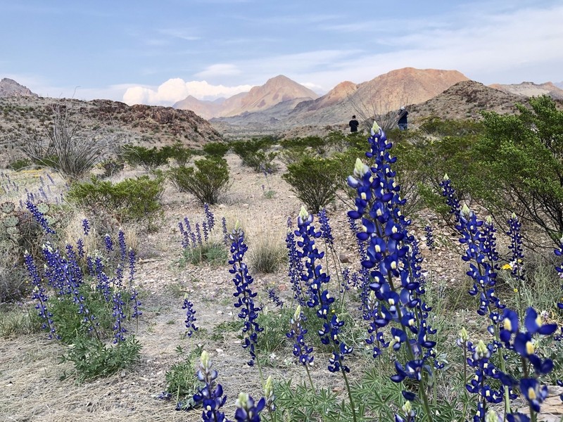 Big Bend Bluebonnet photo 5