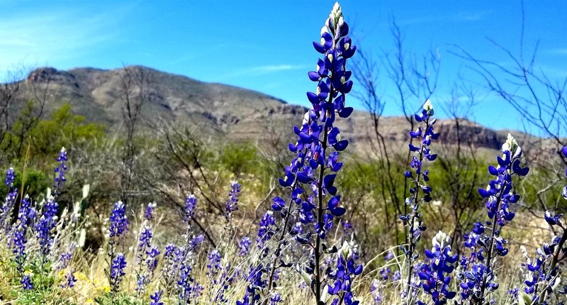 Big Bend Bluebonnet photo 6