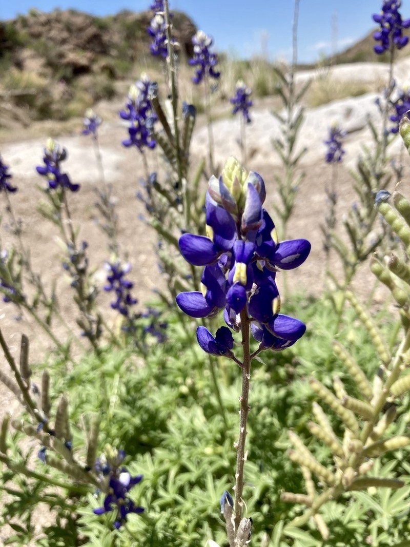 Big Bend Bluebonnet photo 7