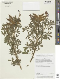 Lupinus hilarianus