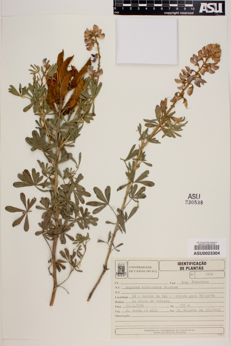 Lupinus hilarianus photo 2