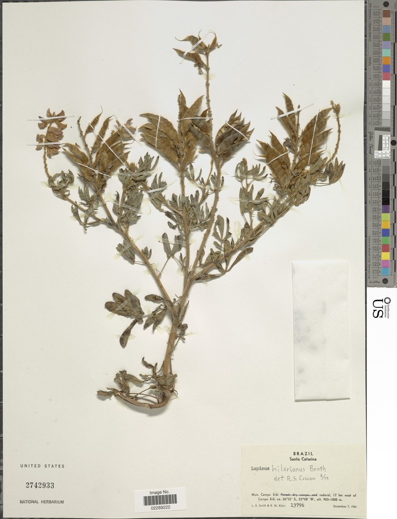 Lupinus hilarianus photo 3