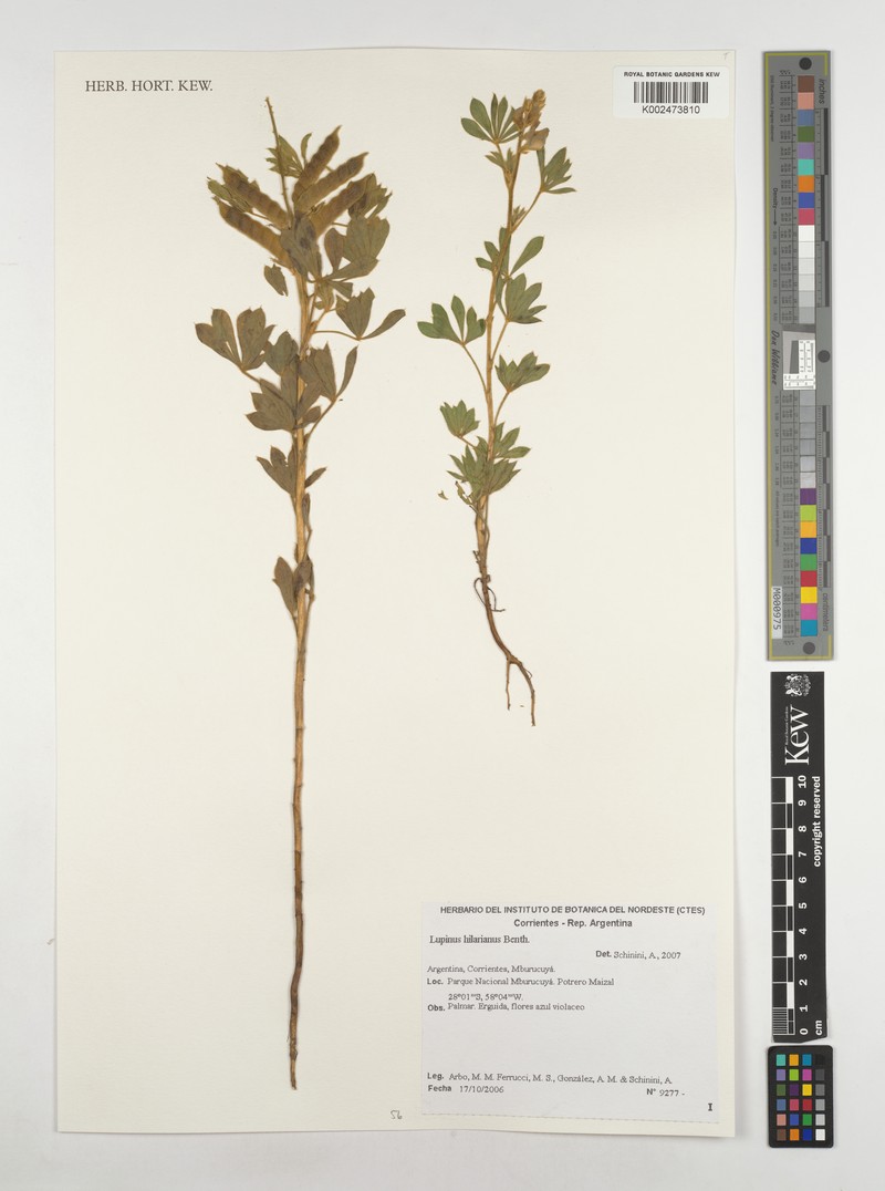 Lupinus hilarianus photo 4