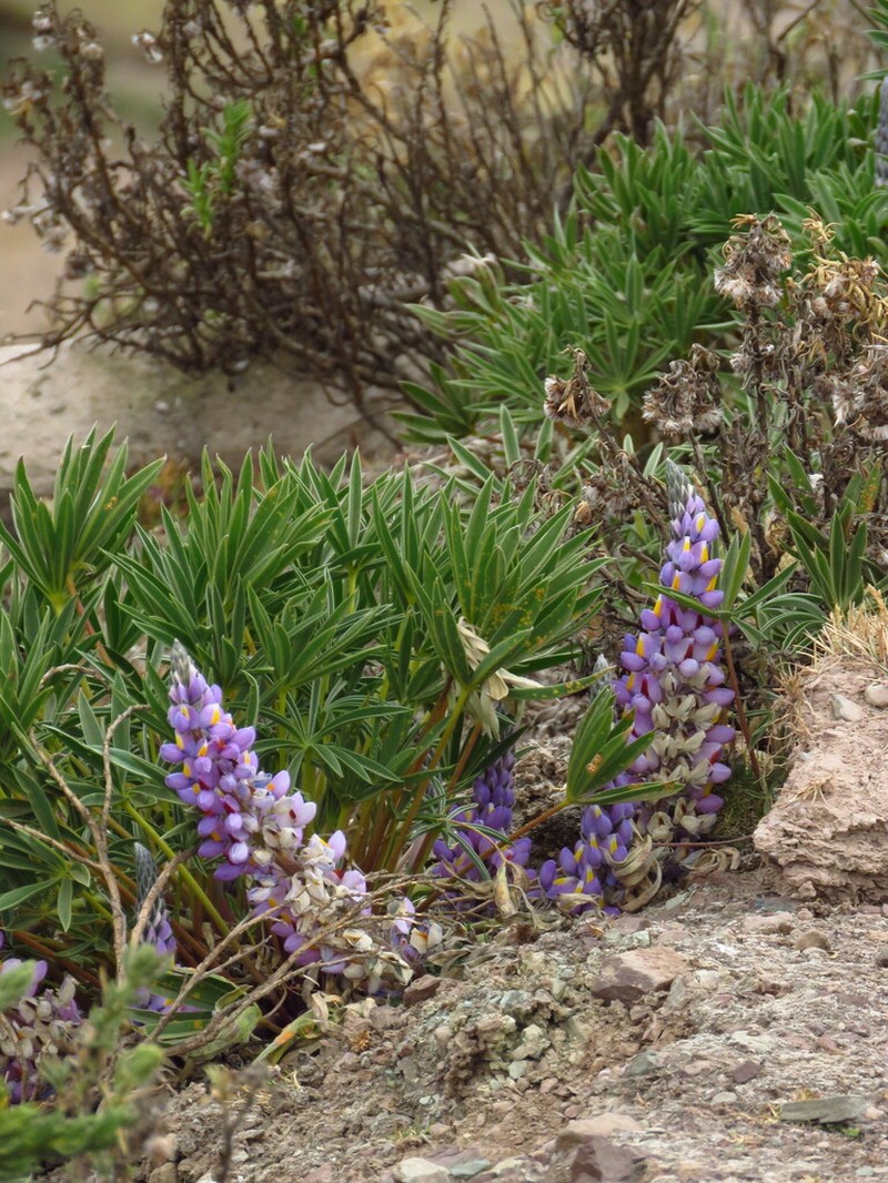 Lupinus herzogii