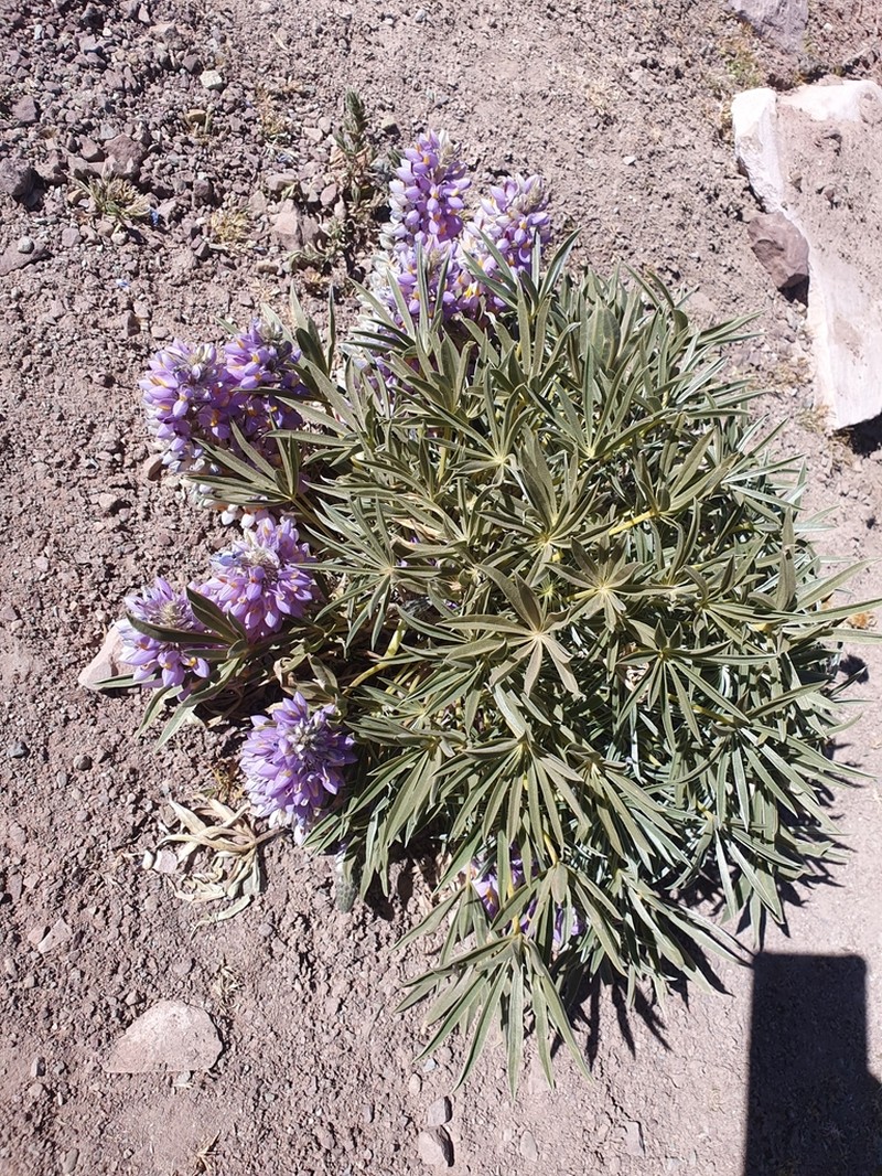 Lupinus herzogii photo 2