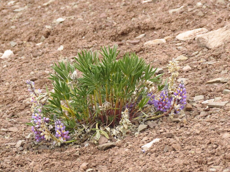 Lupinus herzogii photo 3