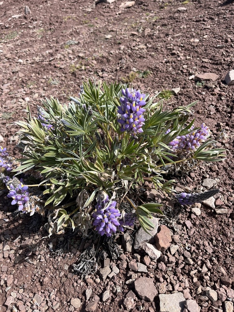 Lupinus herzogii photo 4
