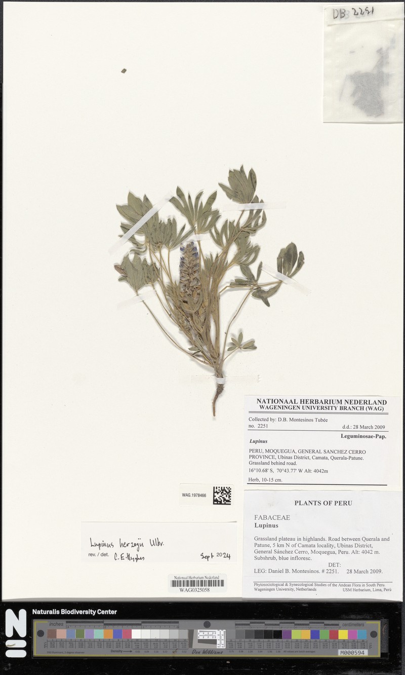 Lupinus herzogii photo 6