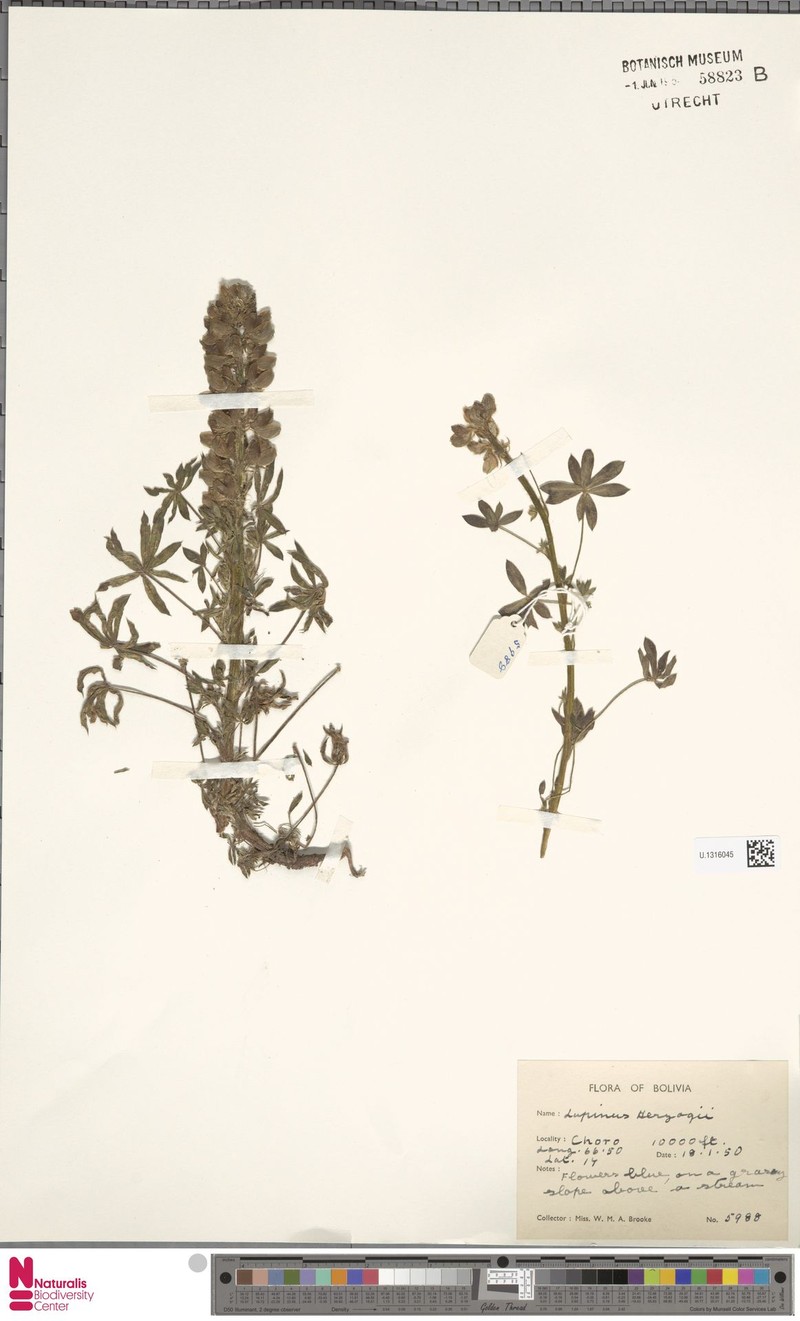 Lupinus herzogii photo 7