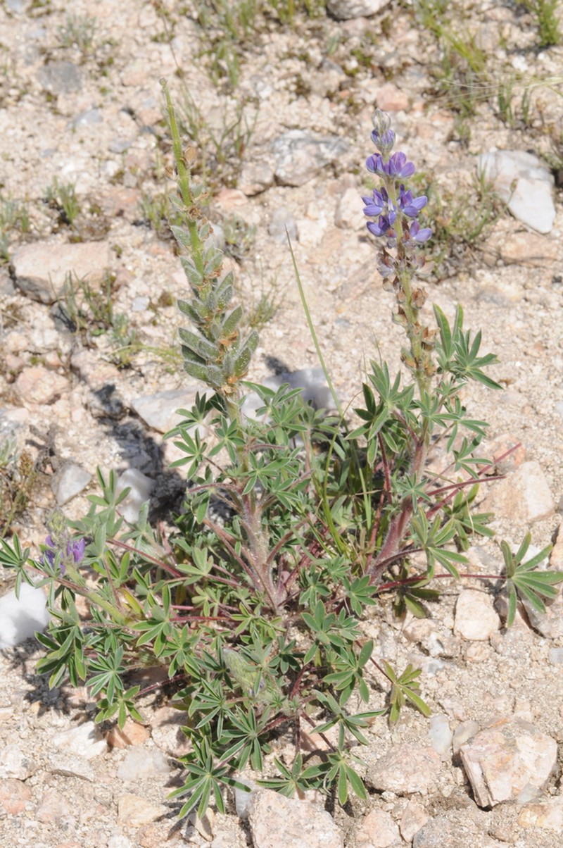 Lupinus hieronymi