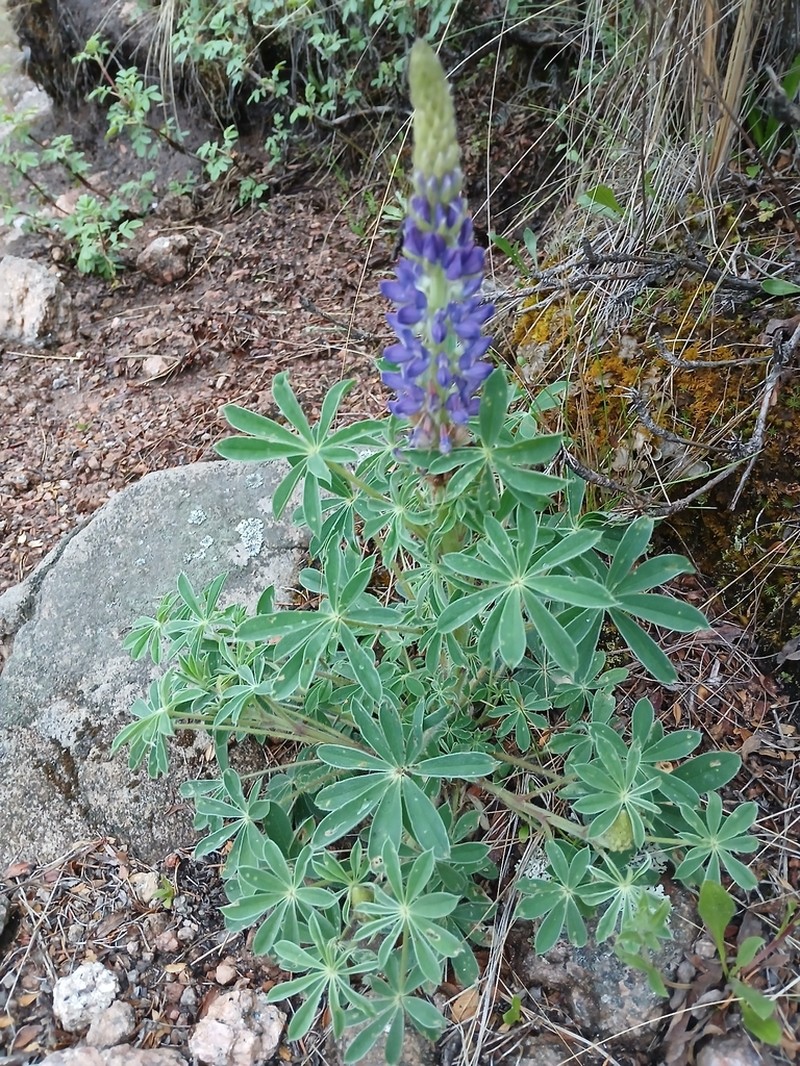 Lupinus hieronymi photo 2