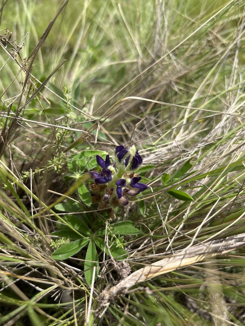 Lupinus hieronymi photo 3