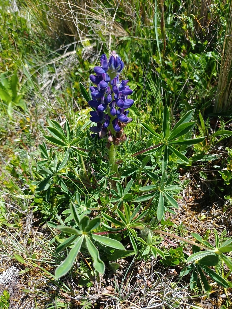 Lupinus hieronymi photo 4