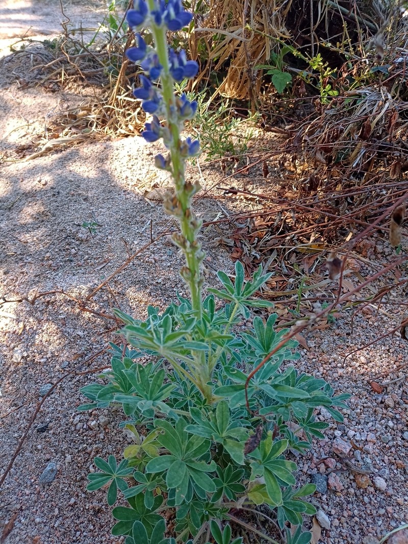 Lupinus hieronymi photo 5