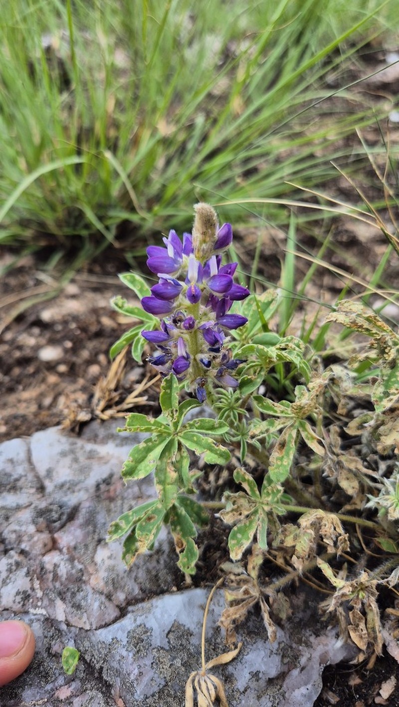 Lupinus hieronymi photo 6