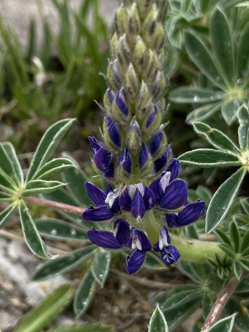 Lupinus hieronymi photo 7