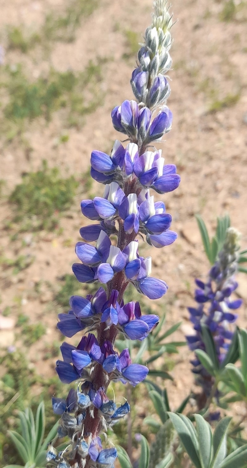 Lupinus hieronymi photo 8
