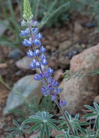 Hill's Lupine