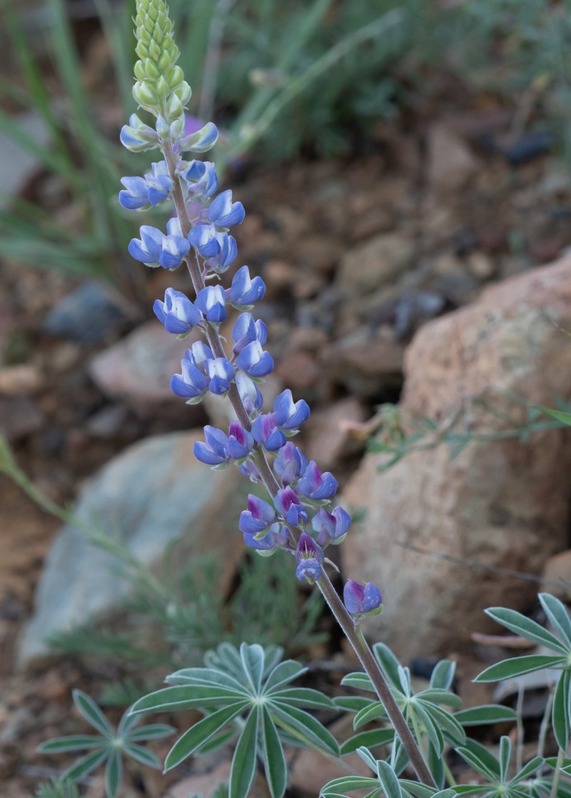 Hill's Lupine