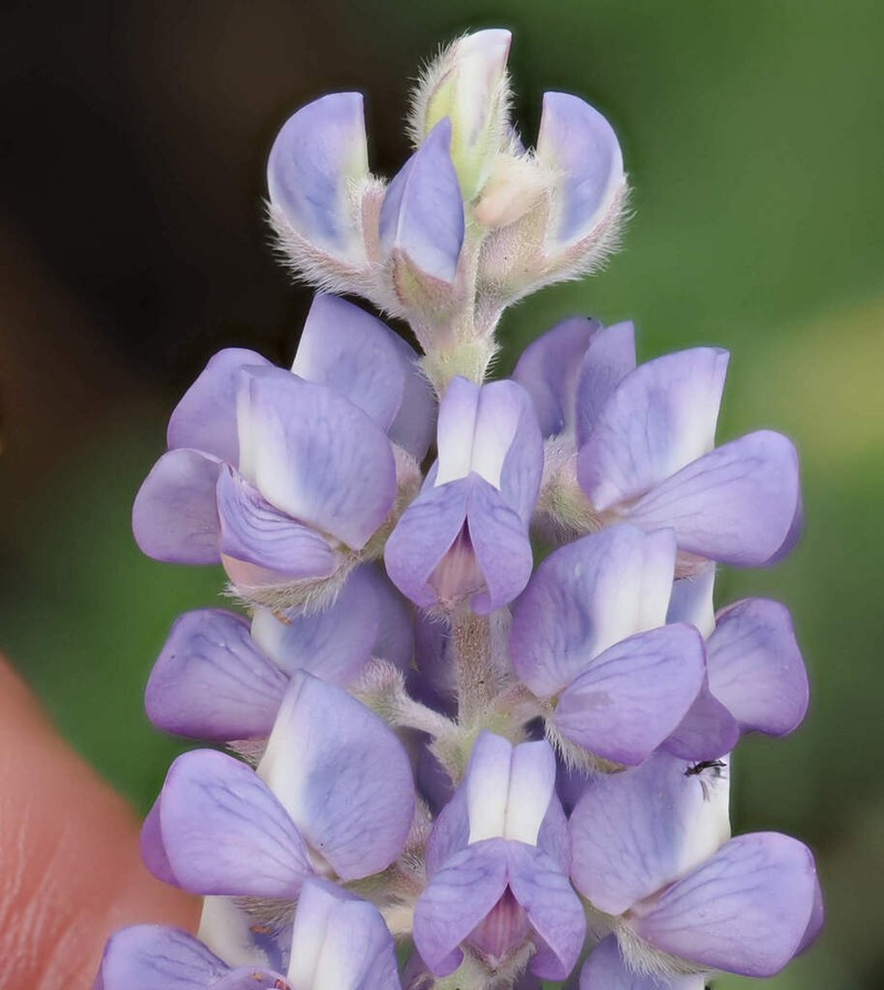Hill's Lupine photo 2