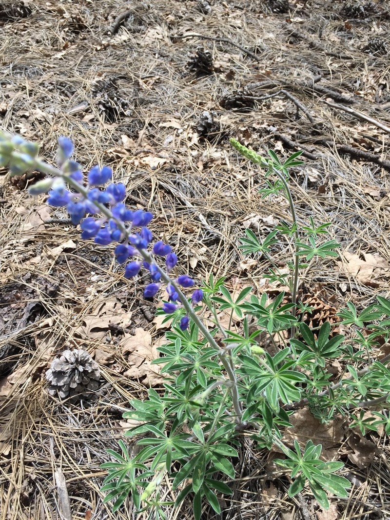 Hill's Lupine photo 3