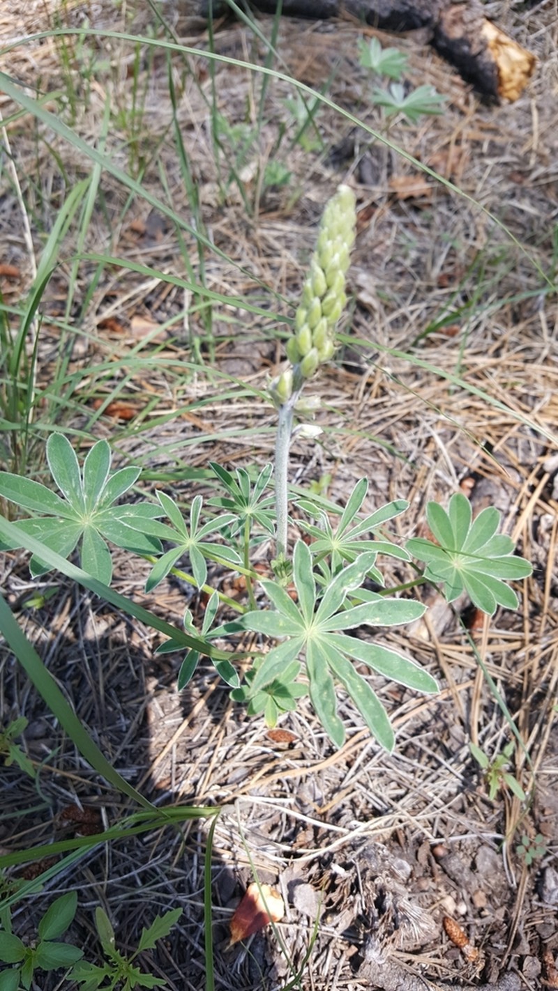 Hill's Lupine photo 4
