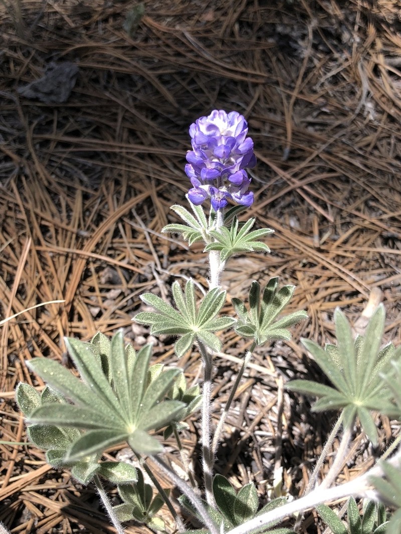 Hill's Lupine photo 5