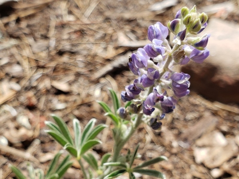Hill's Lupine photo 6