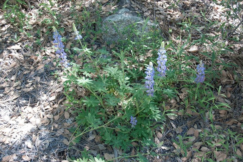 Hill's Lupine photo 7