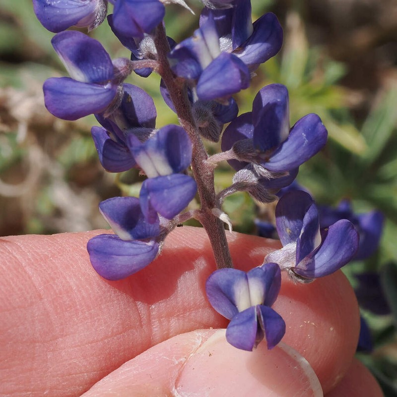 Hill's Lupine photo 8