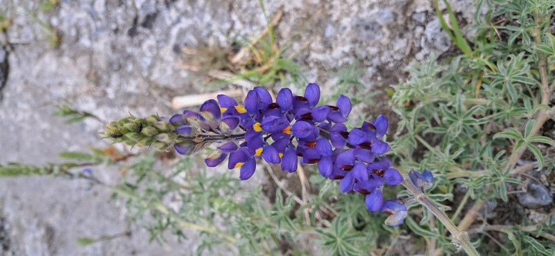 Lupinus hinkleyorum