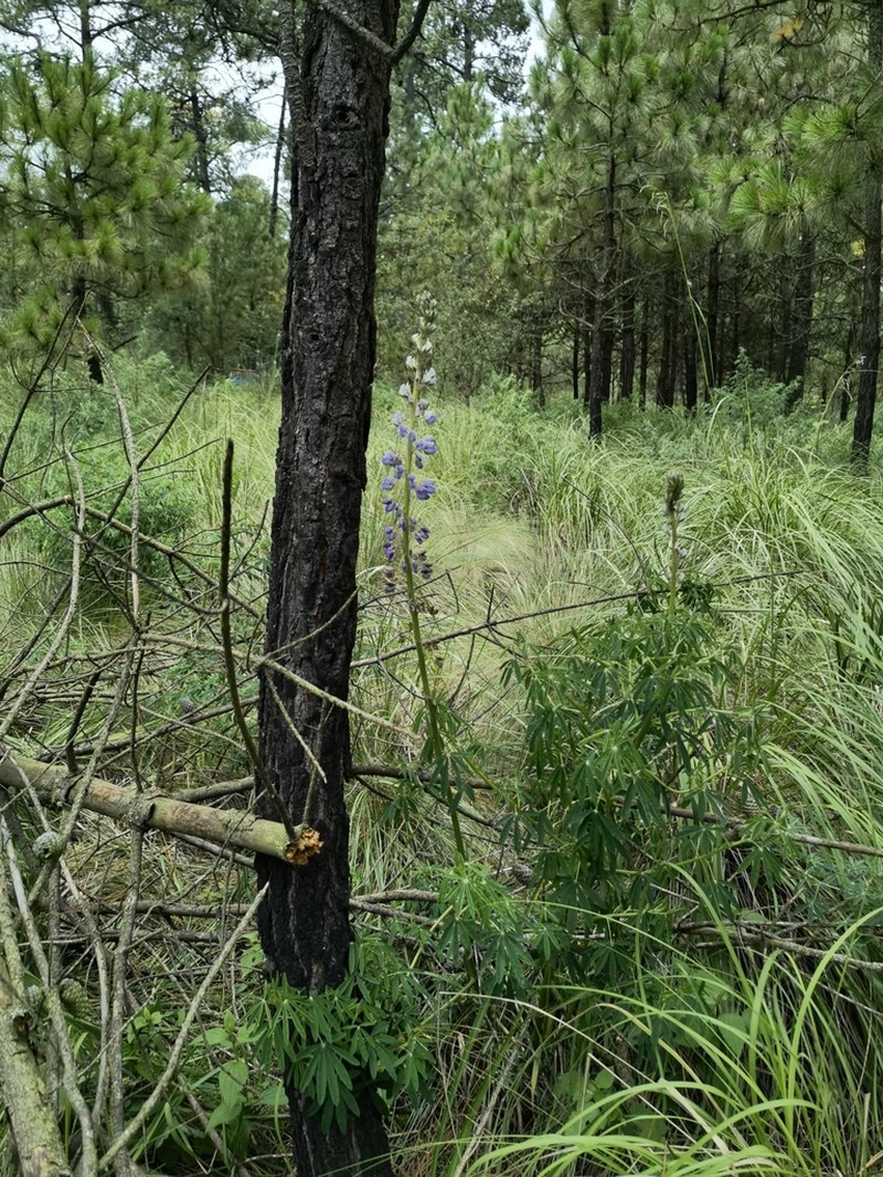 Lupinus hintonii