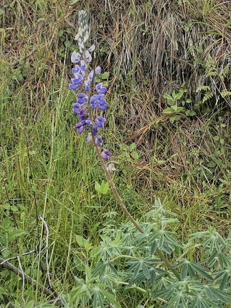 Lupinus hintonii photo 2