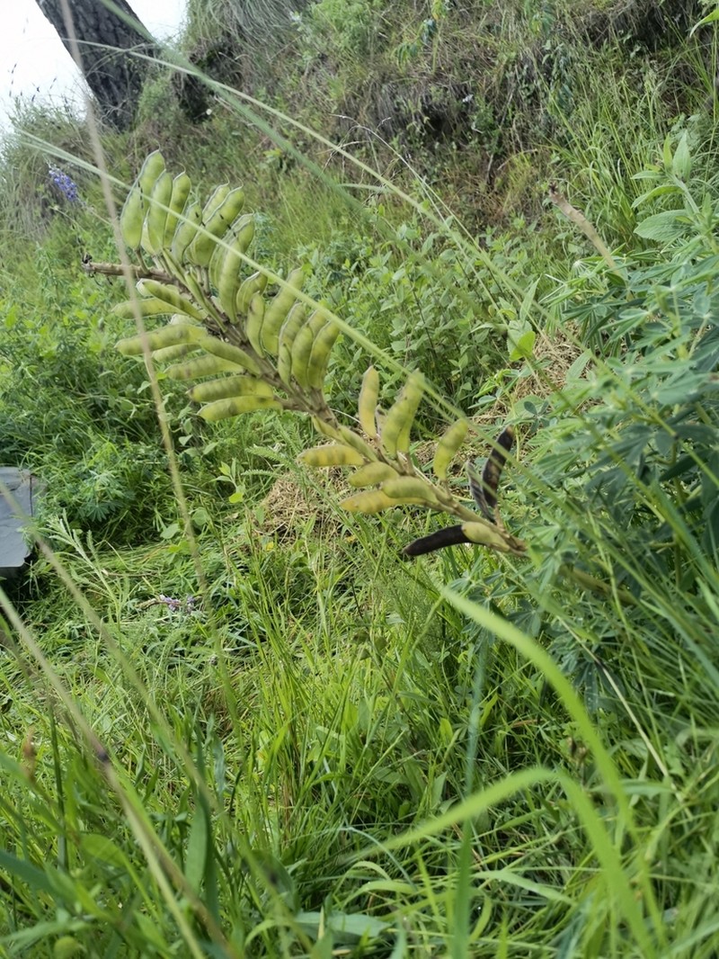 Lupinus hintonii photo 3
