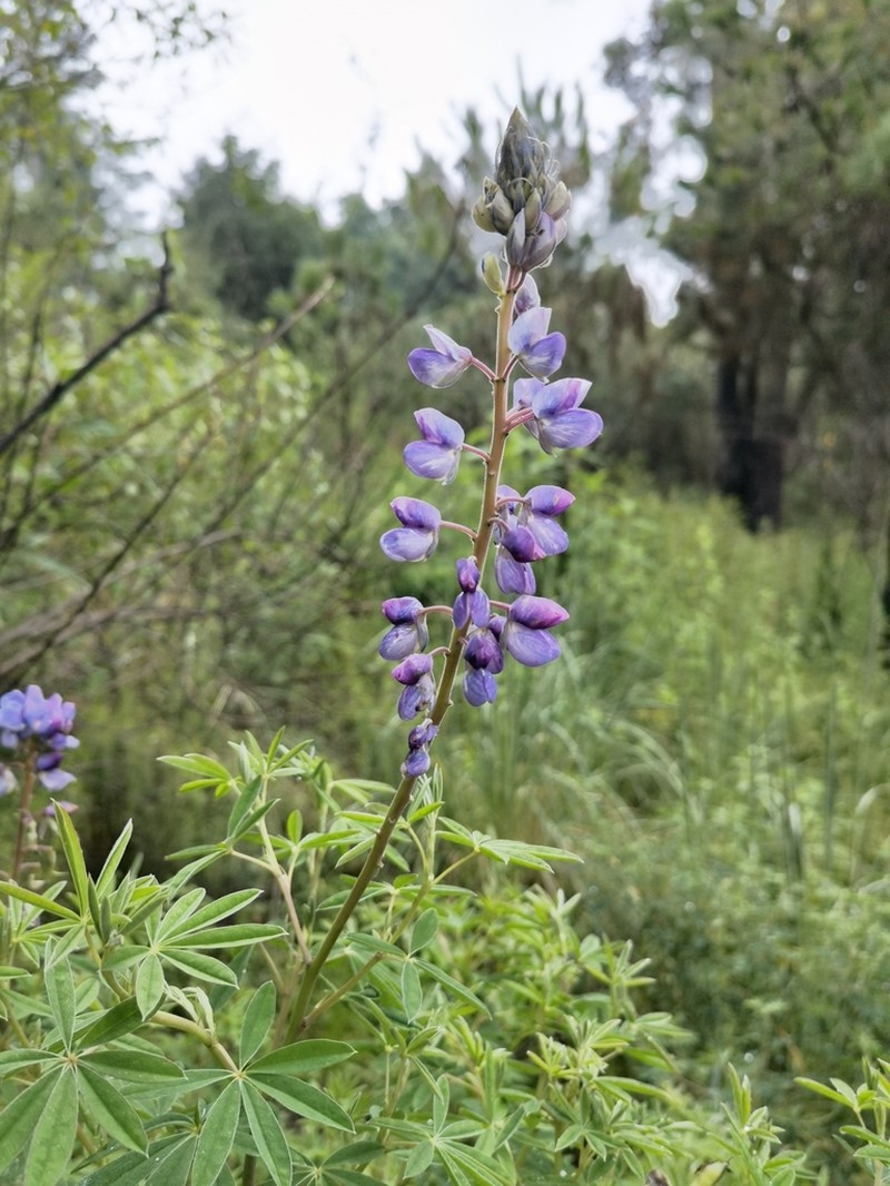 Lupinus hintonii photo 4
